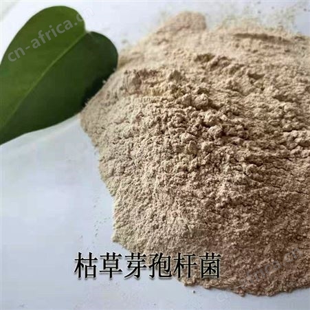 甘度污水菌种 枯草芽孢杆菌菌种 河道治理专用