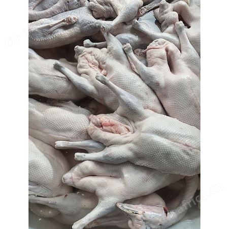 鹅翅膀 食品黑棕鹅 净光鹅 正宗黑棕鹅报价 鲜鹅皇