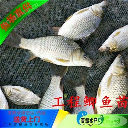 【广州工程鲫鱼苗】湘云鲫鱼苗 工程鲫鱼苗批发 