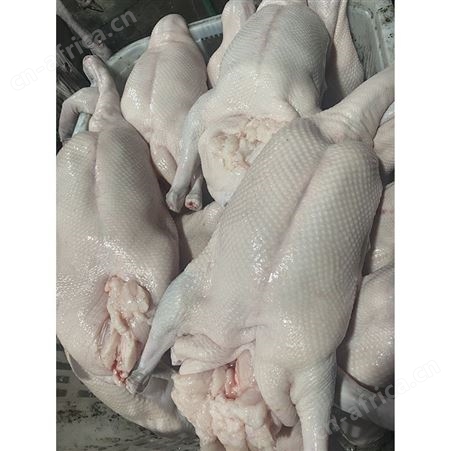 冻鹅 光鹅 冷冻黑棕鹅批发 食品黑棕鹅 鲜鹅皇