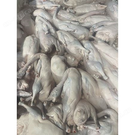 棚鹅 卤鹅翅食材 基地直供 鲜鹅皇