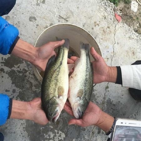 淡水大嘴黑鲈鱼苗 凶猛体大鱼苗 广州良种水产中心批发淡水鱼苗