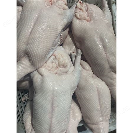 冻鹅 狮头鹅 新鲜光鹅 净光鹅 鲜鹅皇