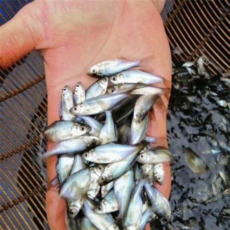 深圳供应 鳊鱼苗 淡水鱼类  边鱼苗 黑鳊鱼苗 蓝飞鱼