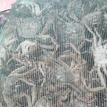 现捞母蟹批发小规格每只2.5两规格母蟹11月9号44元每斤
