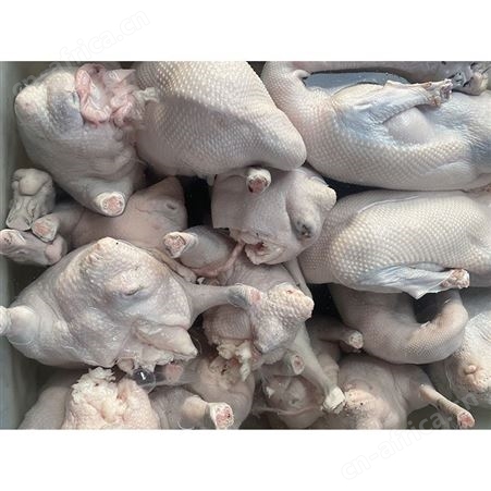 鹅翅膀 食品黑棕鹅 净光鹅 正宗黑棕鹅报价 鲜鹅皇