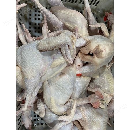 批发老鹅鹅头 批发冻黑棕鹅 冰冷急冻鹅肉 多肉鹅脚翅 鲜鹅皇