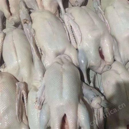  广东清远优质新鲜冰鲜冷冻鹅