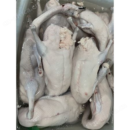 新鲜黑棕鹅现 多肉鹅脚翅 基地直供 鲜鹅皇