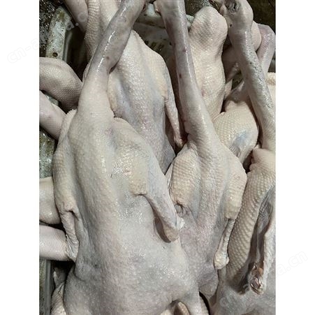 新鲜黑棕鹅现 多肉鹅脚翅 基地直供 鲜鹅皇