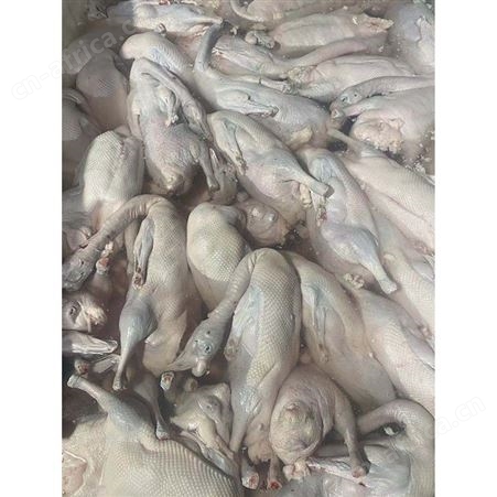 棚鹅 卤鹅翅食材 基地直供 鲜鹅皇