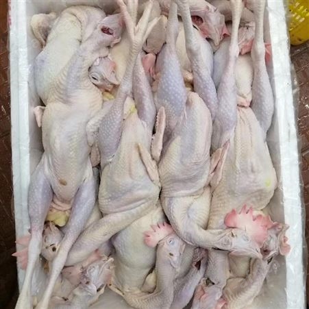 冷冻三黄鸡批发 新鲜三黄鸡