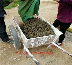 宜昌黄河甲鱼苗养殖地