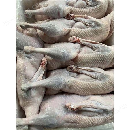 卤鹅翅食材 冰鲜鹅 基地供应 鲜鹅皇