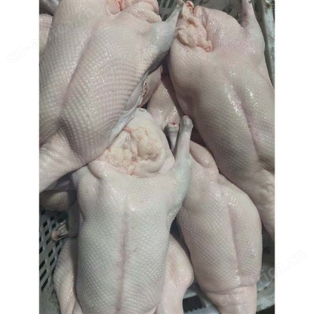 新鲜黑棕鹅现 多肉鹅脚翅 长期出售 鲜鹅皇