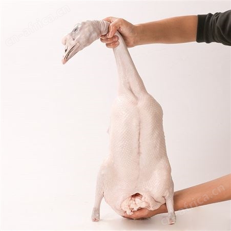 正宗黑棕鹅冰鲜批发厂家