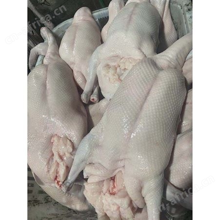 鹅批发 冰冻鹅 冷冻黑棕鹅批发 食品黑棕鹅 鲜鹅皇