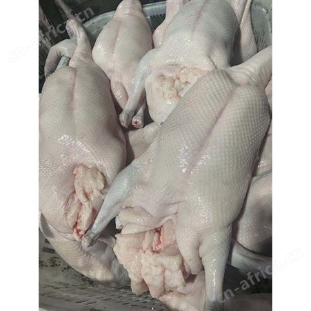 批发老鹅鹅头 批发冻黑棕鹅 冰冷急冻鹅肉 多肉鹅脚翅 鲜鹅皇