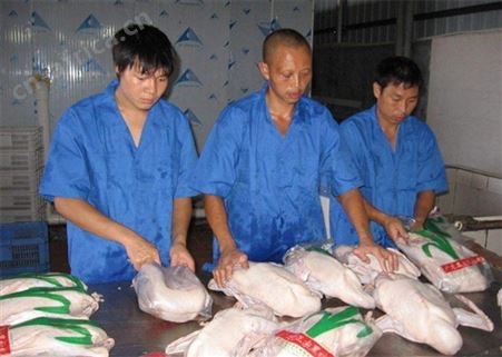  广东清远优质新鲜冰鲜冷冻鹅