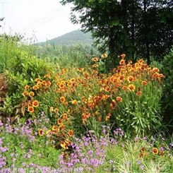 天人菊价格 绿韵花卉 江西本地发货 货到付款 宿根天人菊杯苗
