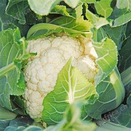 日照緑拓食品---速冻白花菜批发-速冻蔬菜加工厂