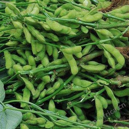 绿拓食品凉菜餐厅常用毛豆荚 免洗易烹饪带壳毛豆出售