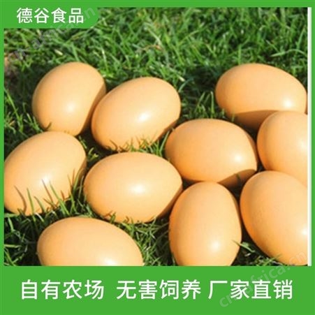 散养草鸡蛋_德谷食品_大量供应_草鸡蛋礼盒