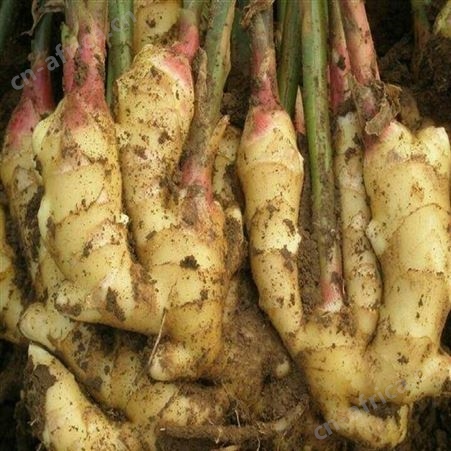 厂家供应即食姜片 新鲜速冻姜片 开袋即食日照绿拓食品