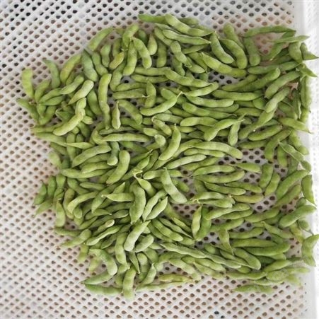 日照绿拓食品-速冻香葱厂家-小葱厂家速冻蔬菜