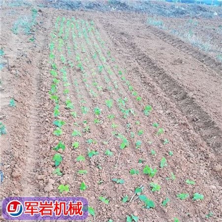 洋葱移栽机 地膜圆葱苗插秧机 上海洋葱移栽机批发 洋葱移栽机售价 价格合理