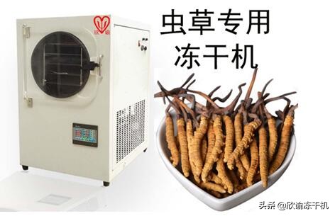 一份对虫草冻干工艺的研究