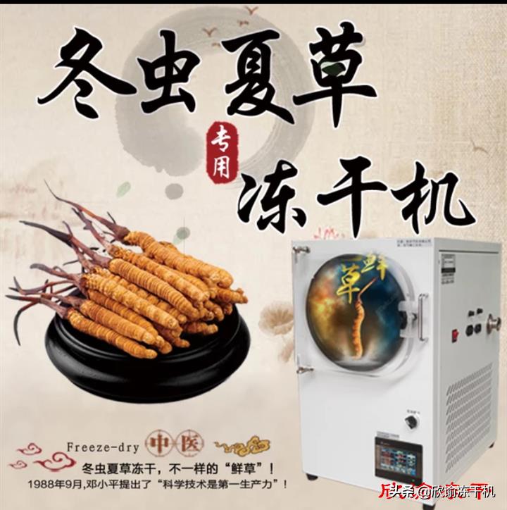 一份对虫草冻干工艺的研究
