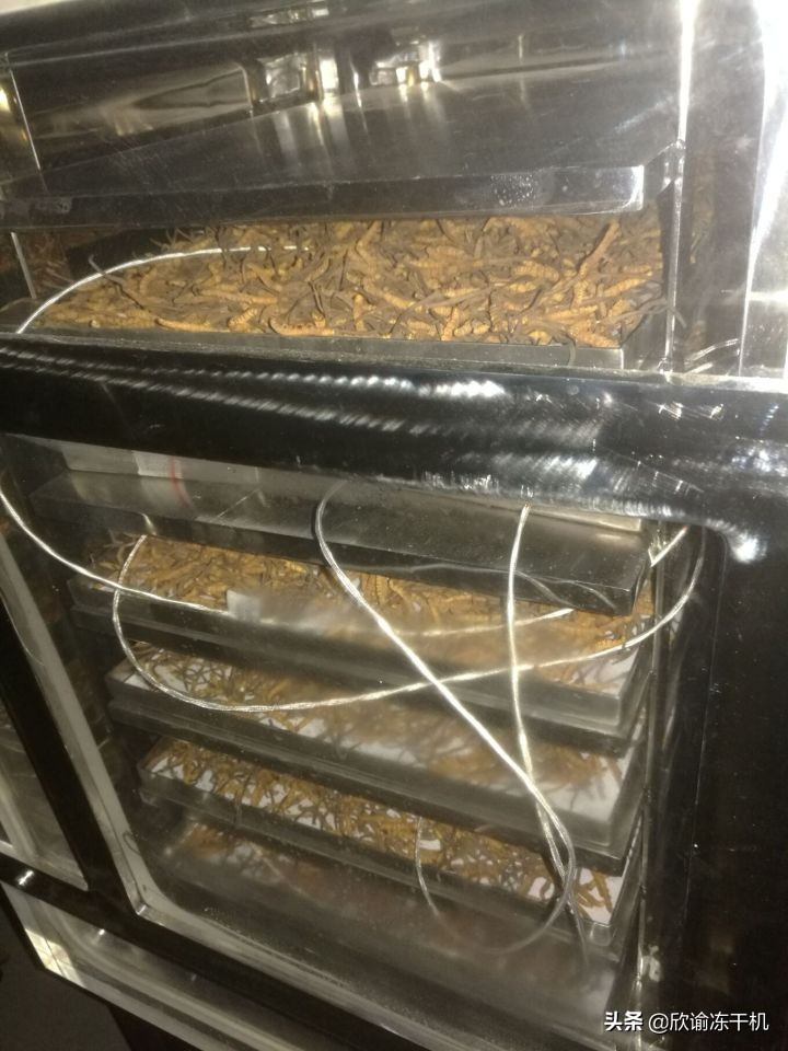 一份对虫草冻干工艺的研究