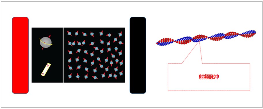 什么是小核磁? 什么是小核磁?